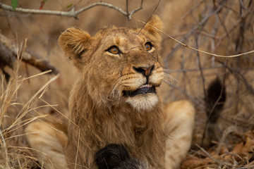 Young male lion playing with a dead honey badger that the pride had killed