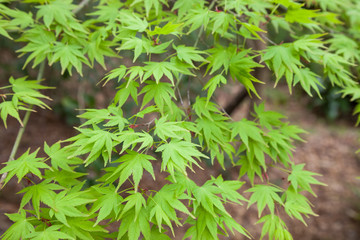 Green maple leaf., three maple leaves have changed color in fall.