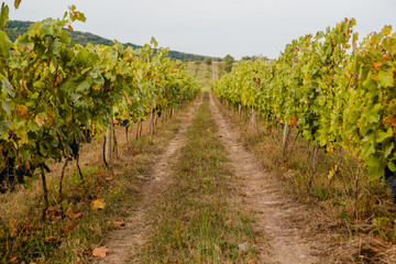 Fototapeta na wymiar Vineyard with ripe bunches of grapes in the Carpathians in September.