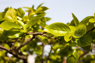 Green leaves in garden.