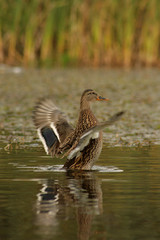 photograph of a duck on a pond