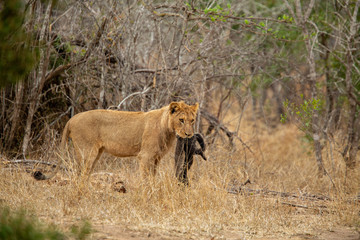 Young male lion playing with a dead honey badger that the pride had killed