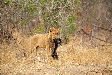 Obraz na płótnie Canvas Young male lion playing with a dead honey badger that the pride had killed
