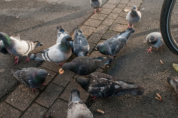Fototapeta premium pigeons on the street