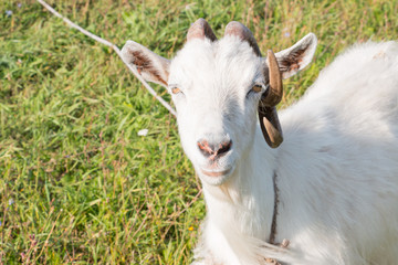 Farm pet. Goat head with curled horns close-up on a green meadow.