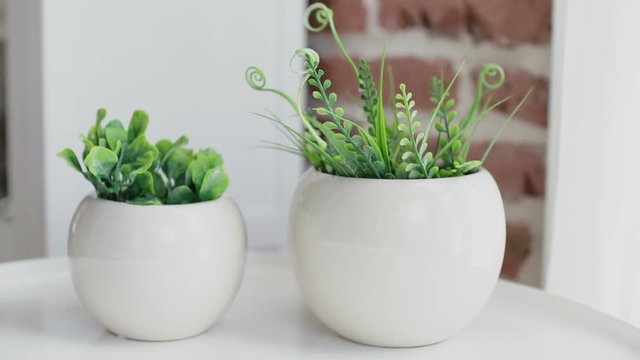 Natural potted houseplants on windowsill, green home plants