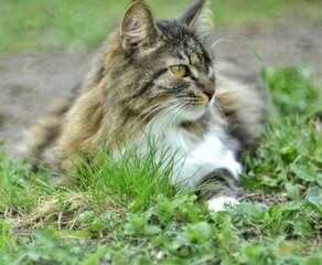 a beautiful fluffy domestic cat lies on the green grass in the garden