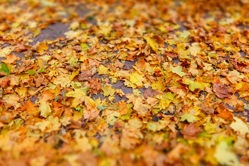 Autumn nostalgic background. Author's processing, soft focus.