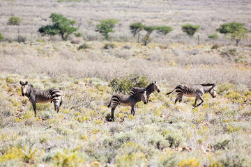 Naklejka na ściany i meble Wild mountain zebras, Naukluft Mountain Zebra Park, Namibia