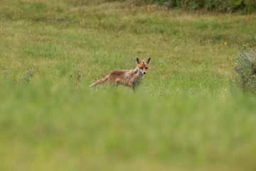 Little Fox in the grass