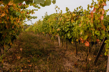 Vineyard with ripe grapes in the mountains.