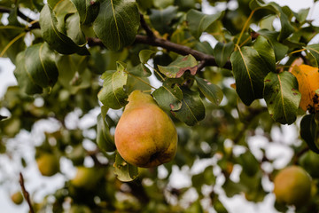 Ripe pear on a branch in the garden in autumn.