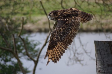 owl in flight