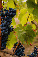 Ripe berries of wine grapes among the autumn foliage of a vineyard. Close-up.