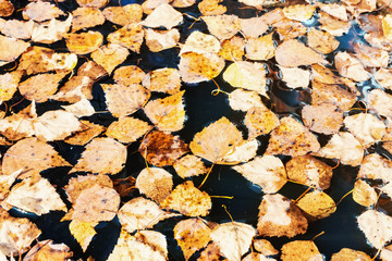 Fallen leaves in the water. Autumn leaves background.