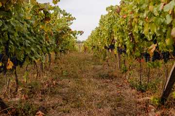 Fototapeta na wymiar Rows of vines with ripe grapes. Autumn harvest.