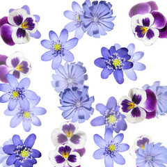 Beautiful floral background of liverwort, pansies and chicory. Isolated