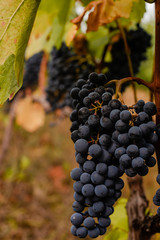 Fototapeta premium Red wine grapes on the vine in the vineyard. Close-up.