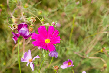 Beautiful spring Cosmos flower background., Cosmos flower.