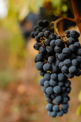 Ripe grape berries on the vine in the fall.Close-up.