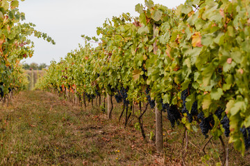 Fototapeta na wymiar Bunches of ripe grapes before harvest. Ripe grapes on the vine.