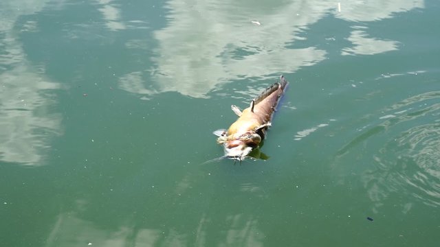 Sewage cause dead catfish in lake water.
