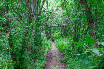 Obraz premium Forest trail green wild