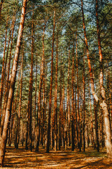 Beautiful pine forest in the summer.