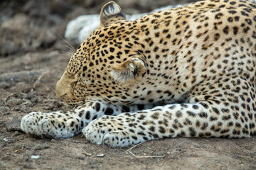Young Male leopard resting near a mud pool in some think bush