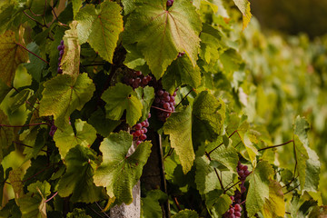 Ripe bunches of grapes in the foliage of an autumn vineyard.