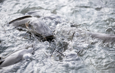 close up many catfish in freshwater.catfish floating for breathe on top water in lake near river.many catfish attack and catch bait in pond freshwater.asia nature catfish.