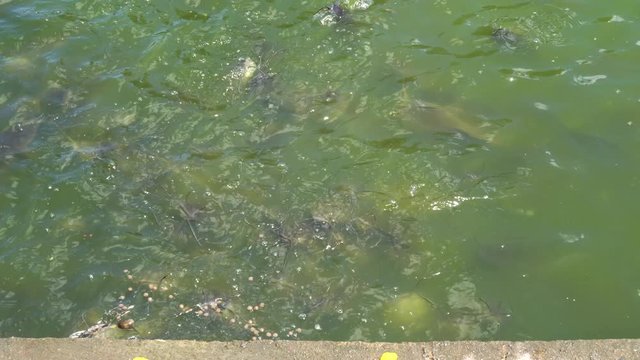 Group of Hungry Catfish Swimming in Water in Lake.