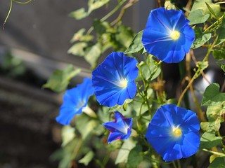 青いアサガオの花