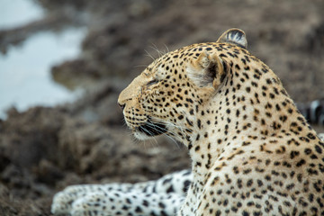 Young Male leopard resting near a mud pool in some think bush