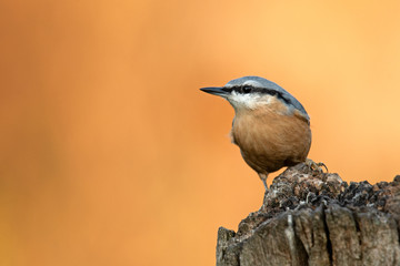 Kleiber (Sitta europaea)