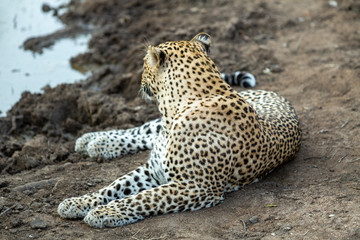 Male Leopard resting