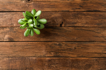 Small green plant on vintage wooden table with copyspace. Top view