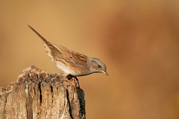 Heckenbraunelle (Prunella modularis)