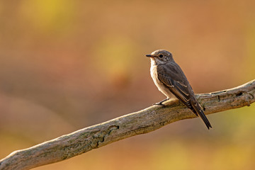 Grauschnäpper (Muscicapa striata)