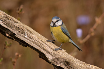 Blaumeise (Cyanistes caeruleus)