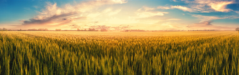 Field with ears of wheat at sunset © alexlukin