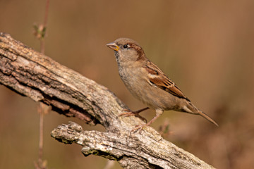 Haussperling (Passer domesticus)