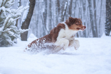 Australian Shepherd breed dog (aussi) in motion