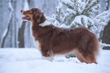 Dog of breed an Australian shepherd (auss) in a rack