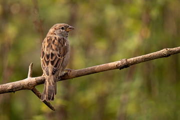 Haussperling (Passer domesticus)