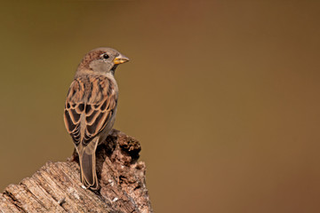 Haussperling (Passer domesticus)