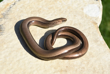Blindschleiche, Anguis fragilis