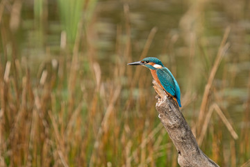 Eisvogel (Alcedo atthis)