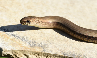 Blindschleiche, Anguis fragilis