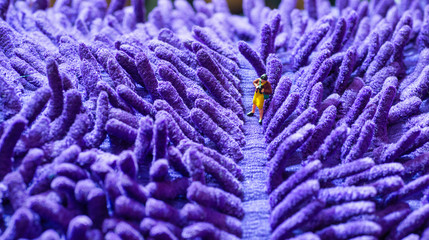 Miniature toys of photographer taking photos of purple lavender concept.